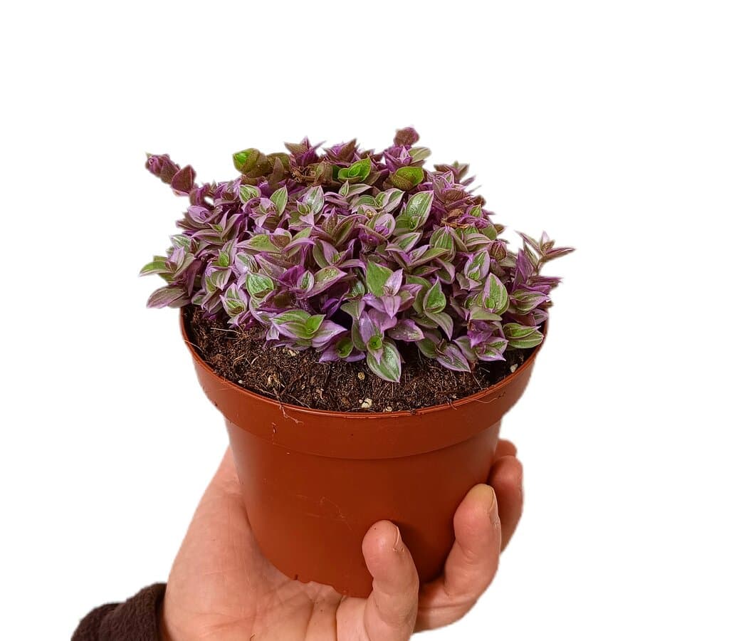 Callisia Repens M13_0