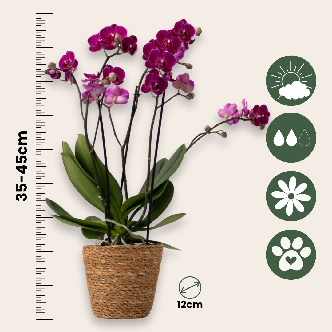 Orquídea Mariposa - X3 - Phalaenopsis Multiflora En Cesta -altura 35-45cm -⌀12cm_2