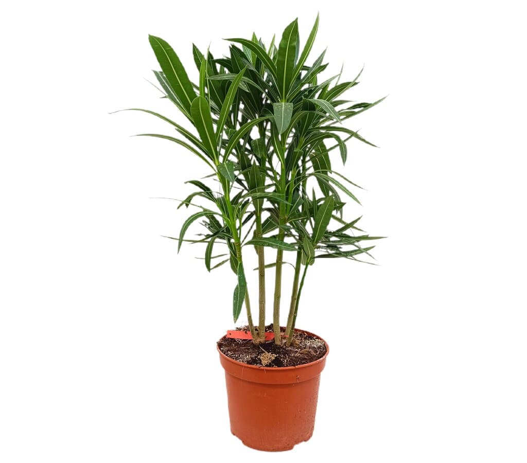 Adelfa Roja M17 50cm (nerium Oleander)_0