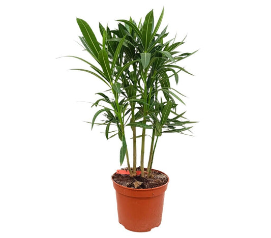 Adelfa Roja M17 50cm (nerium Oleander)_0