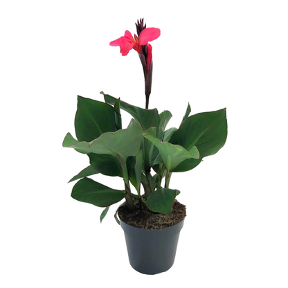 Caña De Flores - Canna 'cannova' - Altura 35-45cm - ⌀17cm_0
