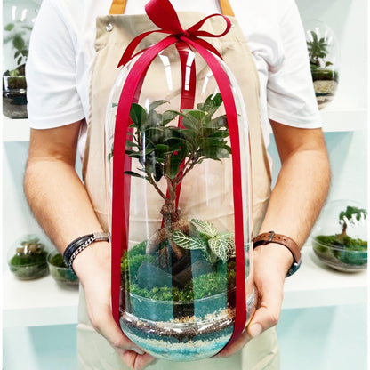 Terrário Madagáscar Chuva Ficus Ginseng Ø19 x 36 cm