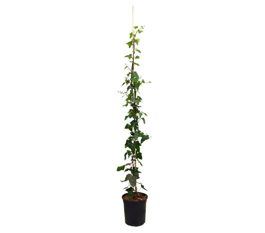 Hedera Canariensis M20 150-180cm (hiedra Canaria)_0
