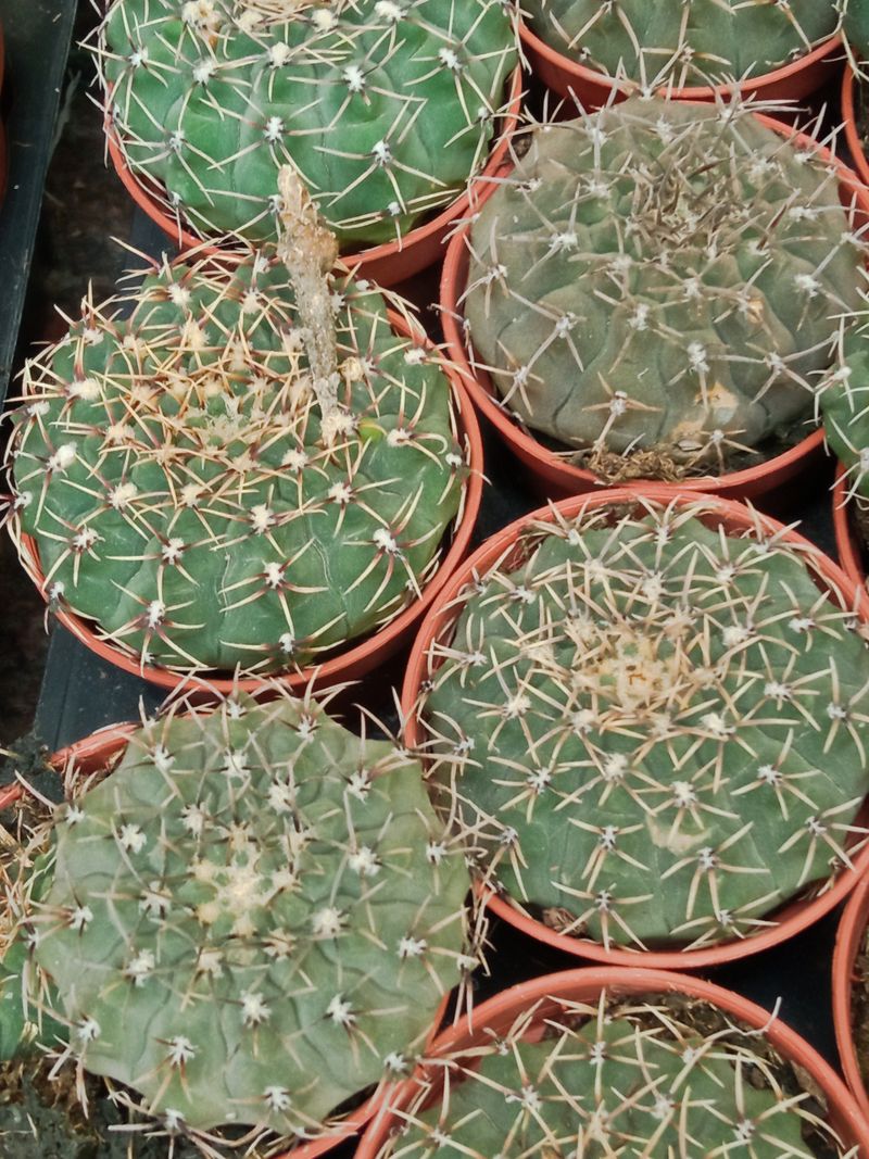 Gymnocalycium Sp Cactus Joven 5 Cms_0