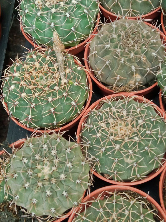 Gymnocalycium Sp Cactus Joven 5 Cms_0