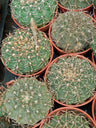 Gymnocalycium Sp Cacto Jovem 5 Cm