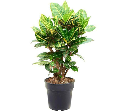 Croton Petra Ramificado M27 90-100cm_0