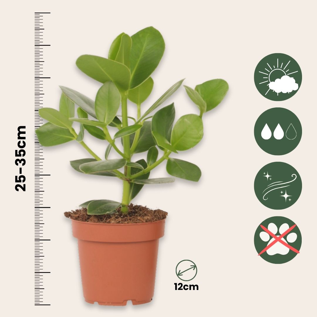 Copey Rosado - Clusia Rosea 'princess' - Altura 25-35cm - ⌀12cm_2