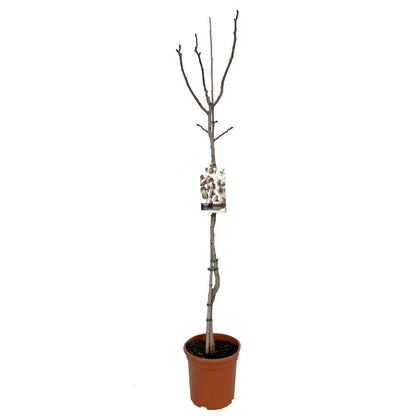 Arbol De Pistacho Macho M26 150cm (septiembre)_1