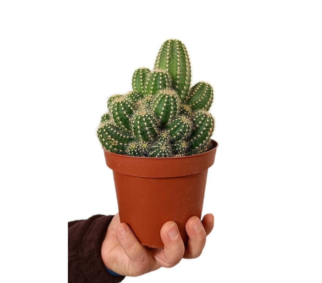 Cactus Trichocereus Huascha M13_0