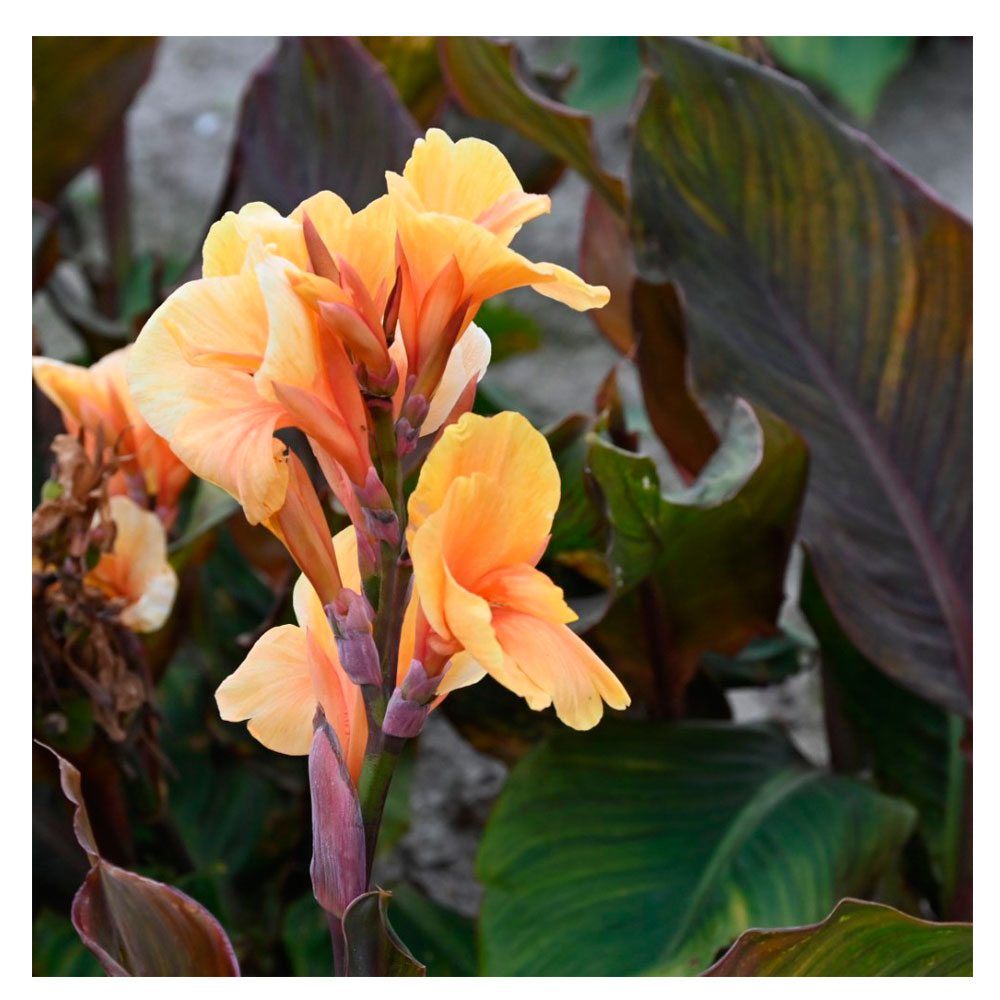 1 Bulbo De Planta Canna Variedad 'apricot Dream'_0