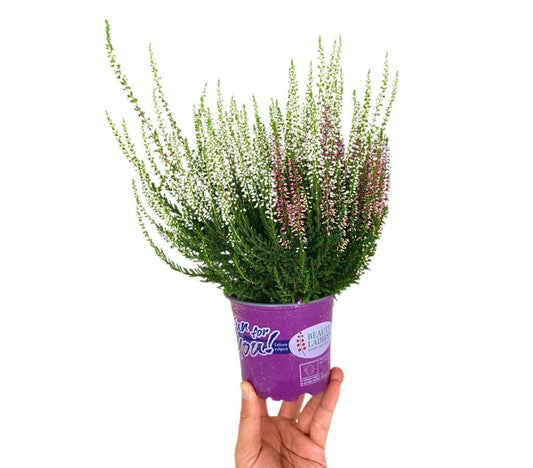 Calluna Vulgaris Bicolor M12_0