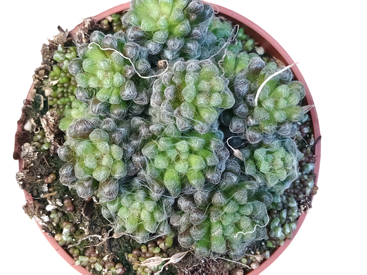 Anacampseros Filamentosa Black Planta Suculenta Ø8_0
