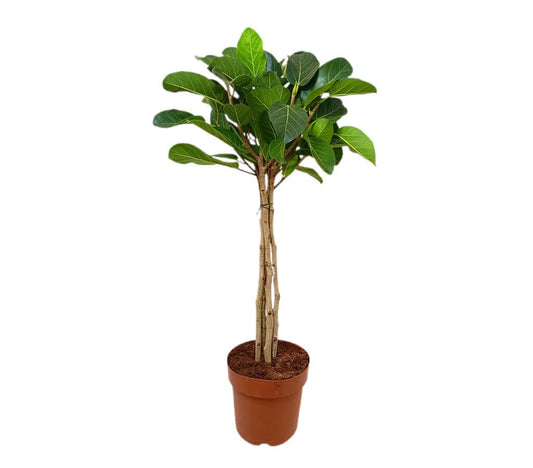 Ficus Benghalensis M24 90-100cm_0