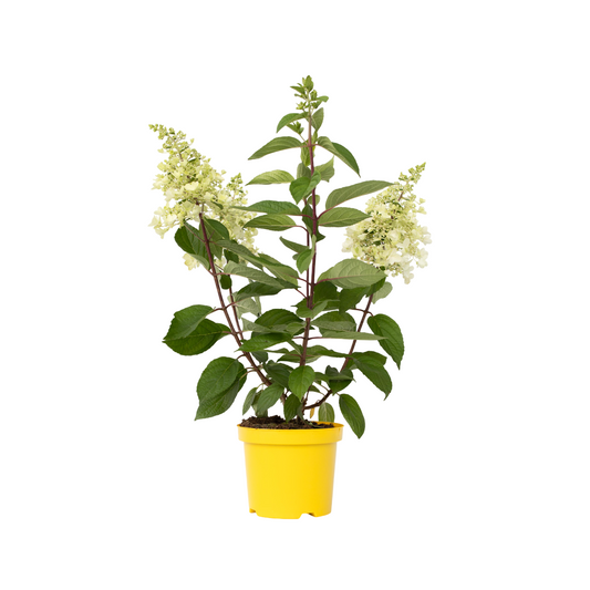 Hortensia - Hydrangea Paniculata 'candlelight' - Altura 25-40cm - ⌀19cm_0
