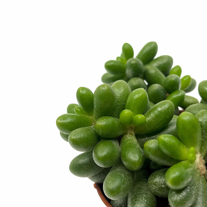 Sedum Hernandezii Cactus Y Suculentas M8,5 cm Ø_2