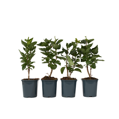 Lila - 4 Pzs - Syringa Vulgaris 'michel Buchner' - Altura 25-40cm - ⌀17cm_0