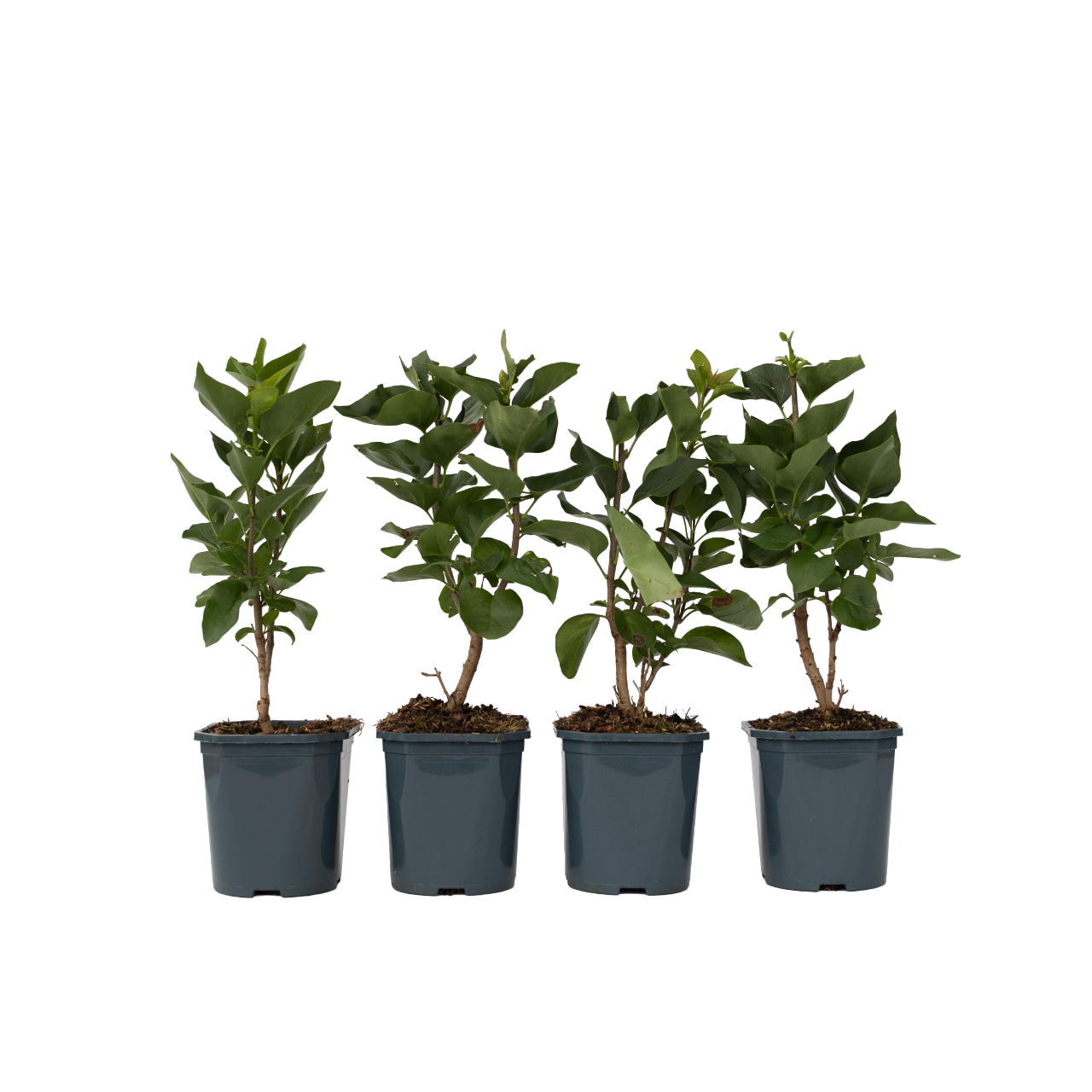 Lila - 4 Pzs - Syringa Vulgaris 'ludwig Spath' - Altura 25-40cm - ⌀17cm_0