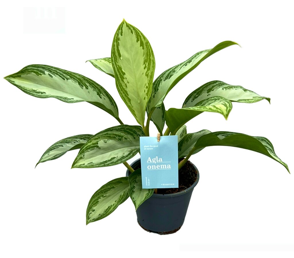 Aglaonema Silver Bay M14 40cm_1