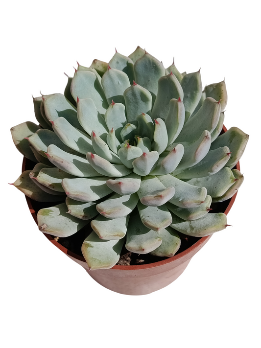 Echeveria Cuspidata X Zaragozae Planta Suculenta Natural Ø8_0