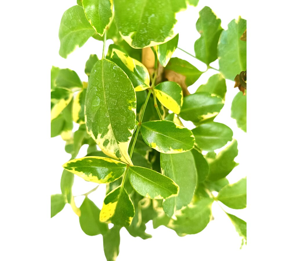 Bignonia Jasminoides Variegata M20 180-200cm_2