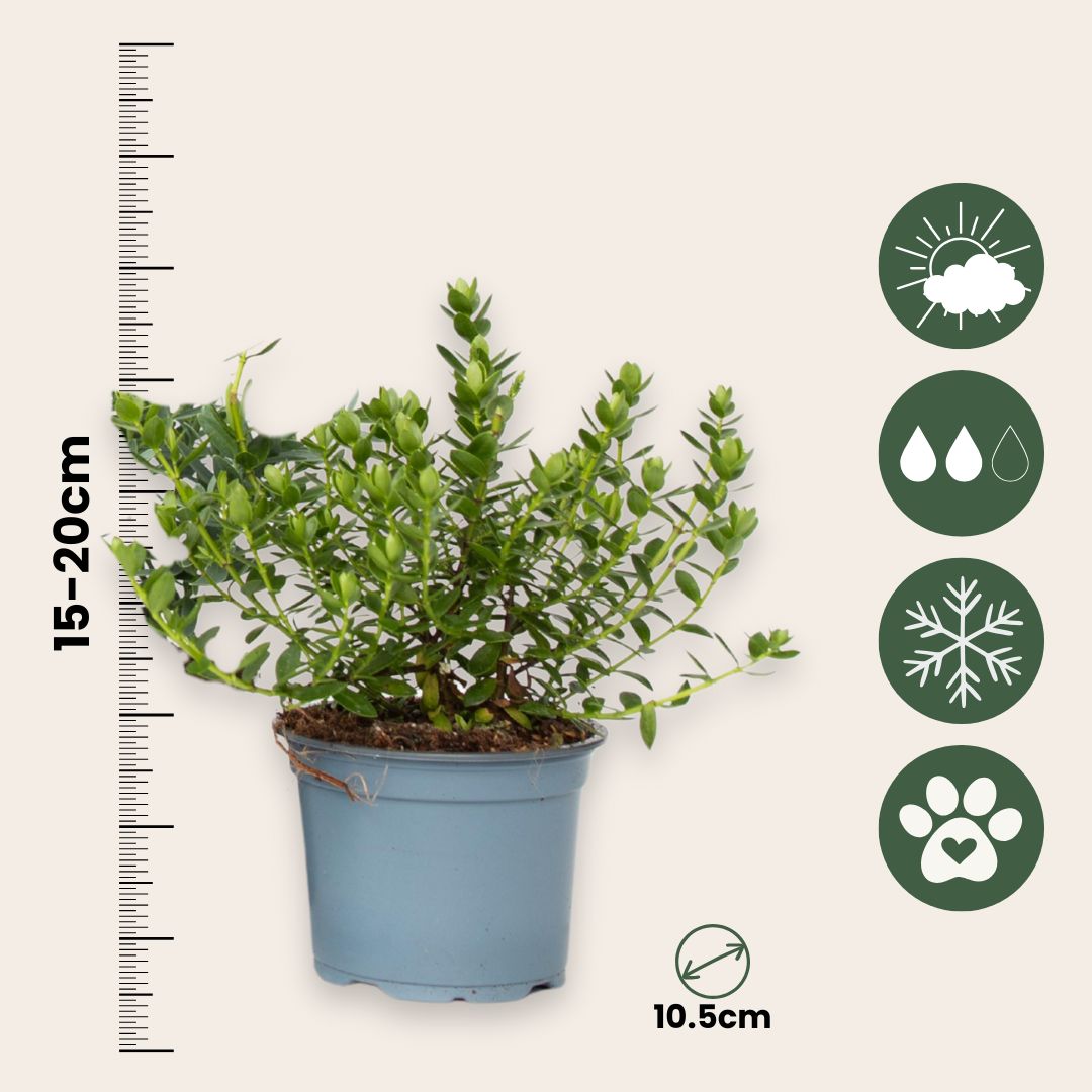 Hebe De Hojas Gruesas - 12 Pzs - Hebe Pinguifolia - Altura 15-20cm - ⌀105cm_2