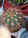 Melocactus Sp Cacto Ø8 Cm
