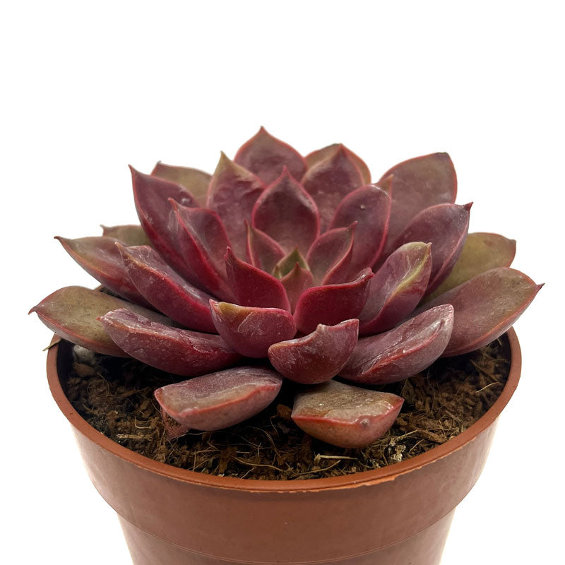 Echeveria Mina Cactus Y Suculentas M8,5 cm Ø_0