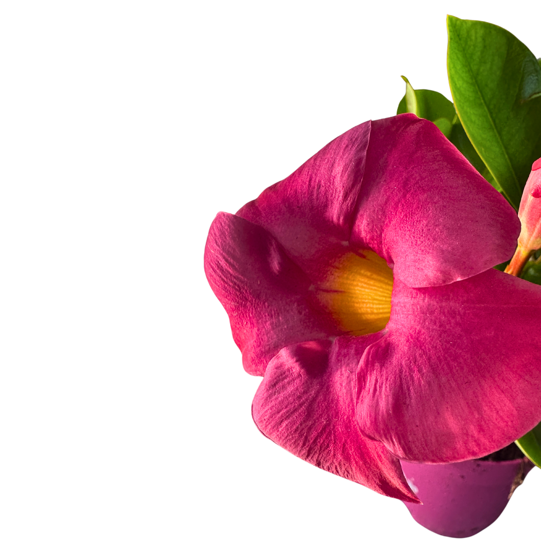 Dipladenia Colores Variados M11_3
