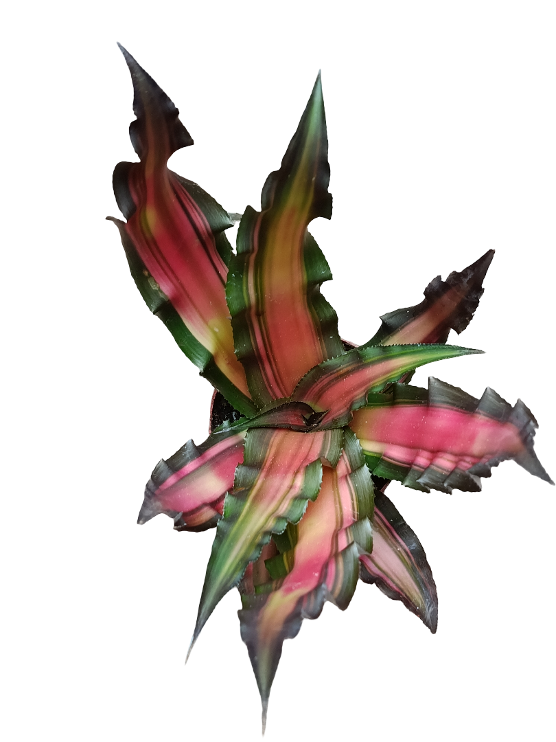 Cryptanthus Sp1 Planta Natural Bromelia De Color Ø9_0