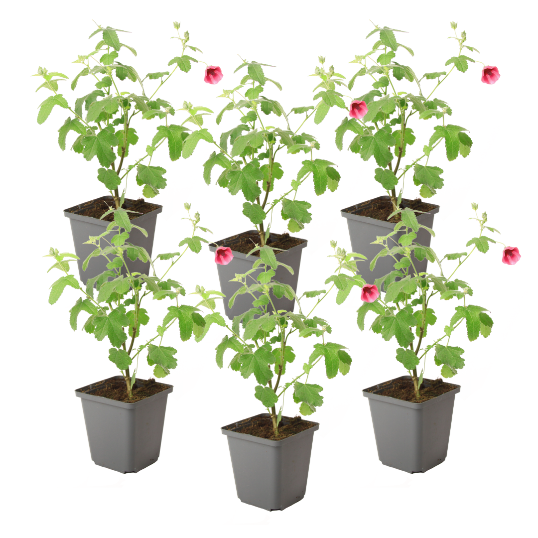 Malva Del Cabo - 6 Pzs - Anisodontea Capensis 'el Rayo' - Altura 25-40cm - ⌀9cm_0