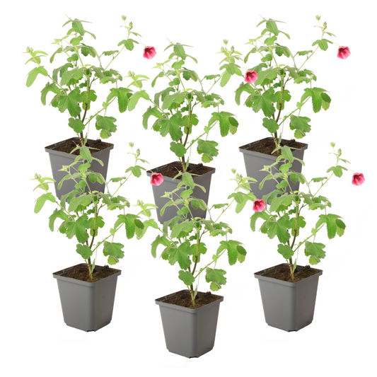 Malva Del Cabo - 6 Pzs - Anisodontea Capensis 'el Rayo' - Altura 25-40cm - ⌀9cm_0