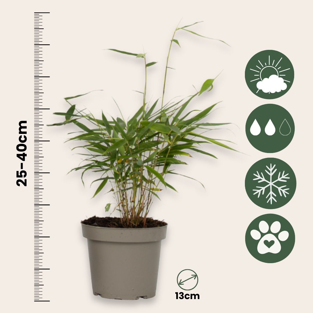 Bambú - 6 Pzs - Fargesia Scabrida 'asian Wonder' - Altura 25-40cm - ⌀13cm_2