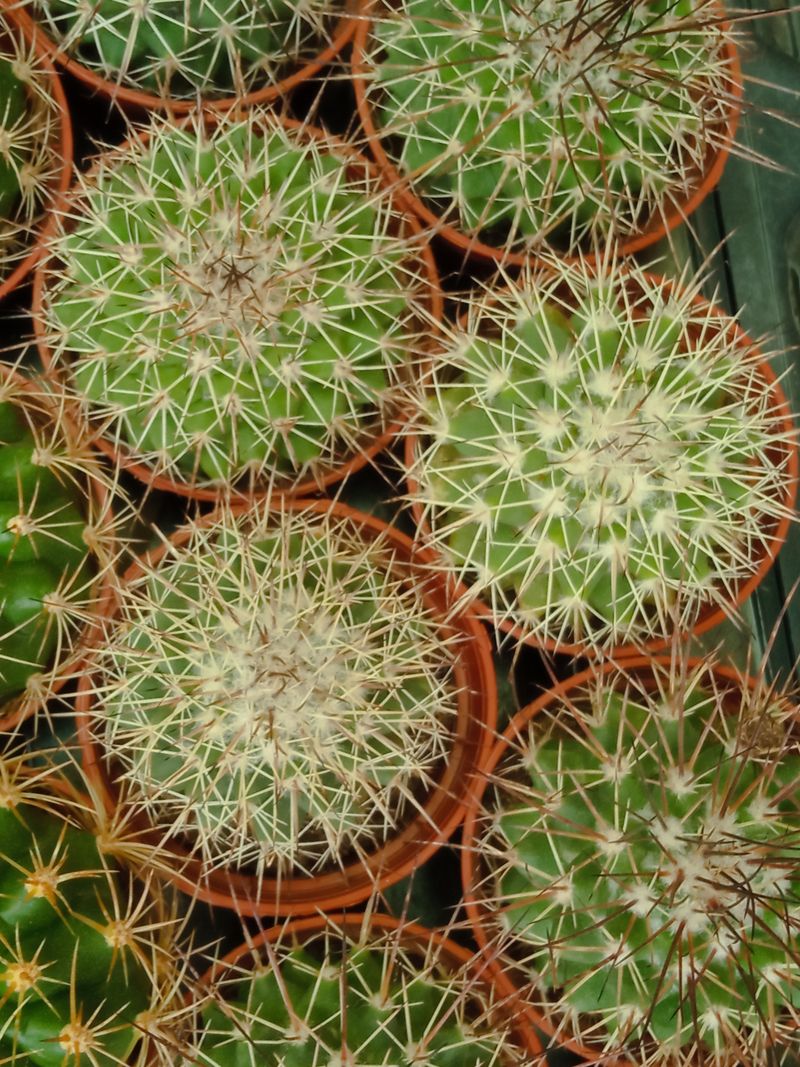Suculentas Y Cactus Variedad #25 Planta Sin Id_0