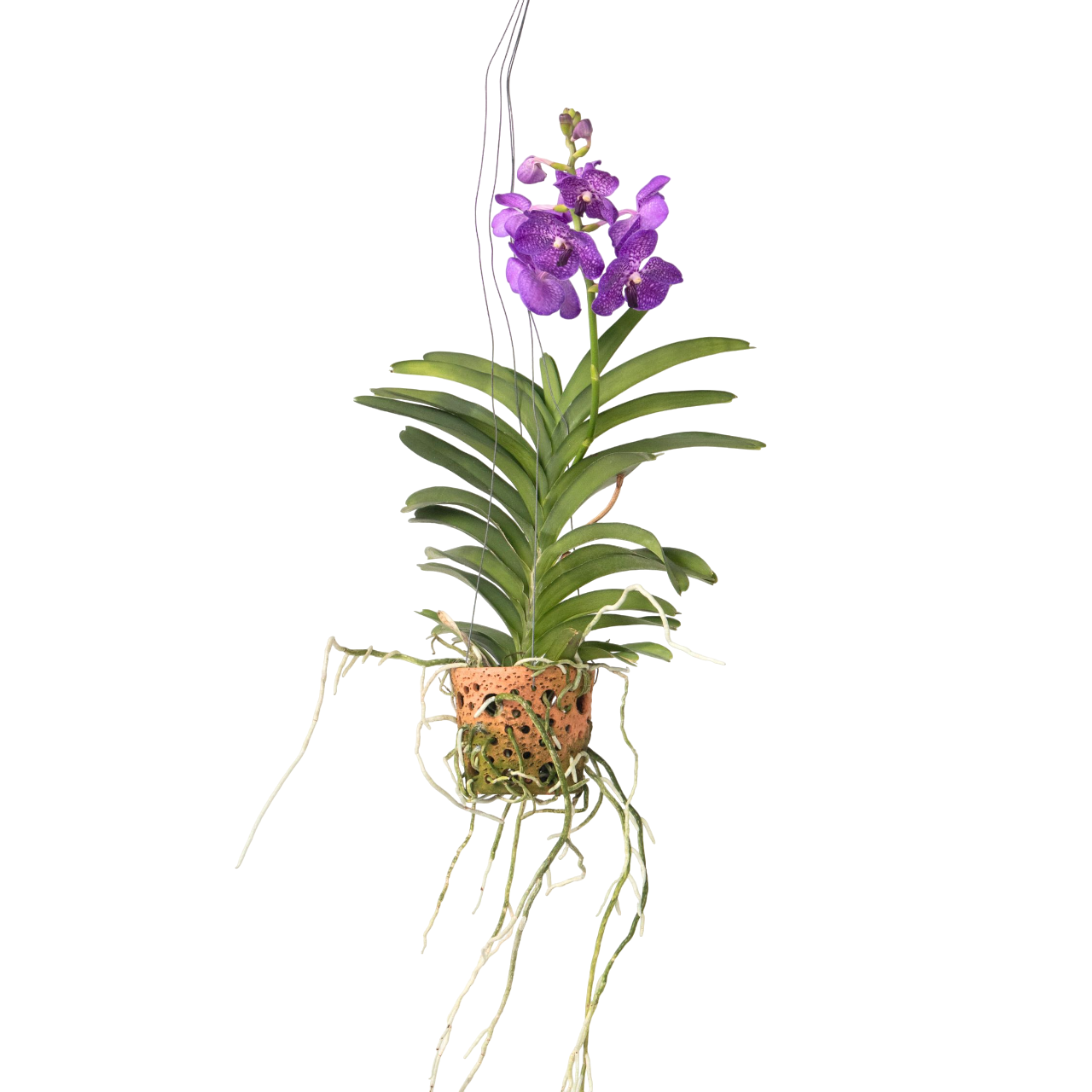 Orquídea Vanda - Vanda 'blue' - Altura 45-55cm - ⌀12cm_0