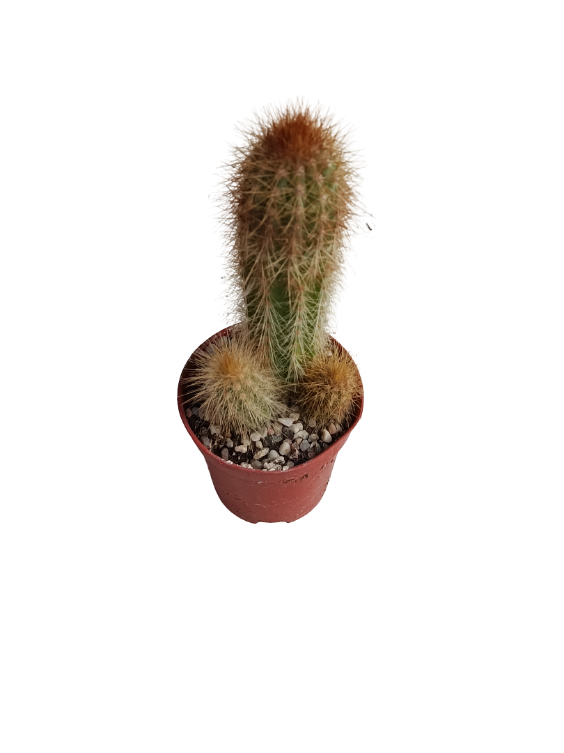 Espostoa Mirabilis Cactus Columnar Planta Natural Ø5_0