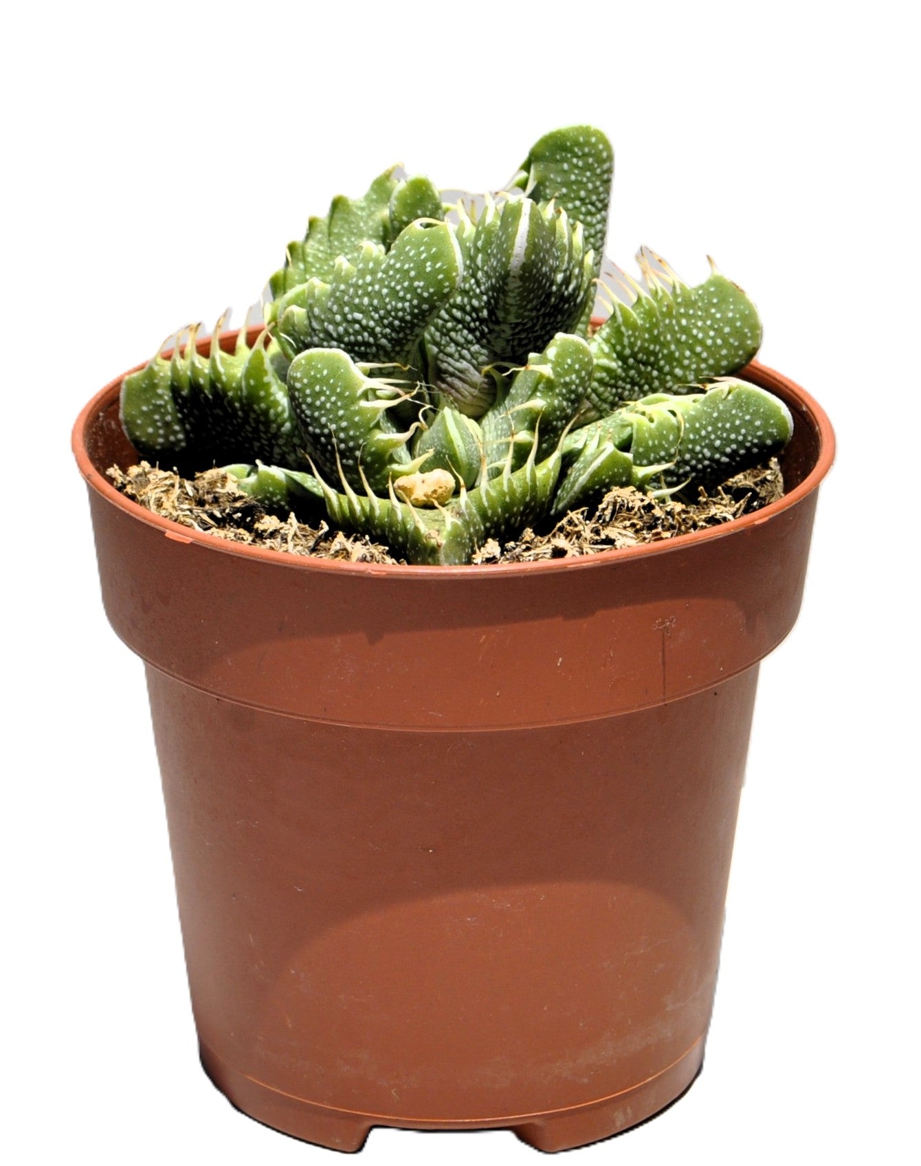 Faucaria Tigrina (boca De Tigre); Planta Suculenta Extraña; Curiosarium; Maceta 8,5 Cm_1