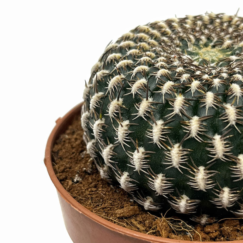 Sulcorebutia Arenacea Cactus Y Suculentas M8,5 cm Ø_2