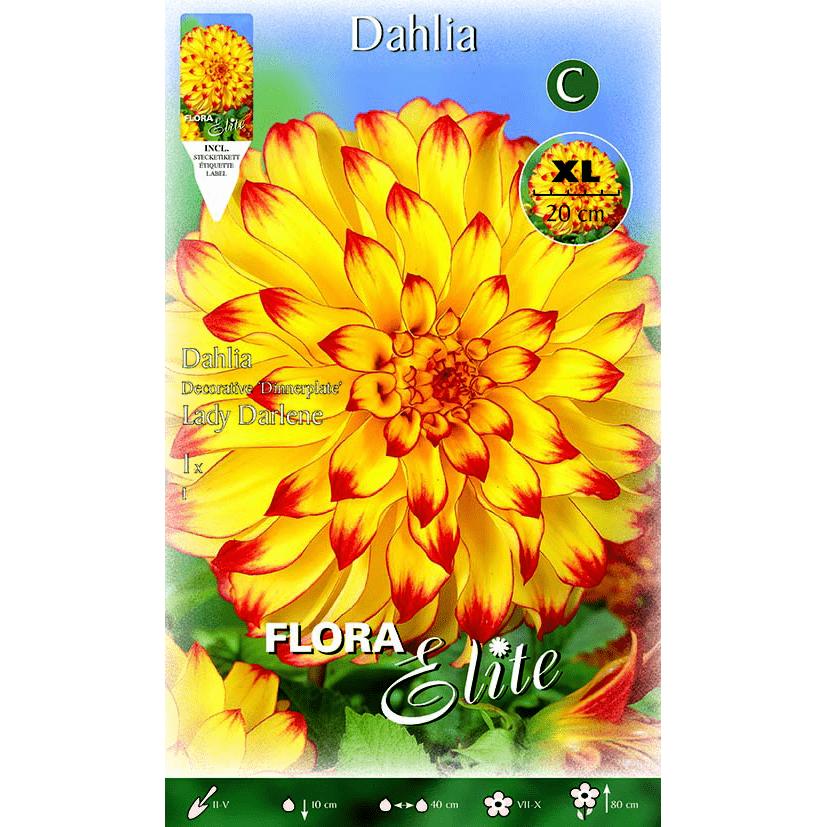 Bulbo decorativo de dália amarela com ponta vermelha