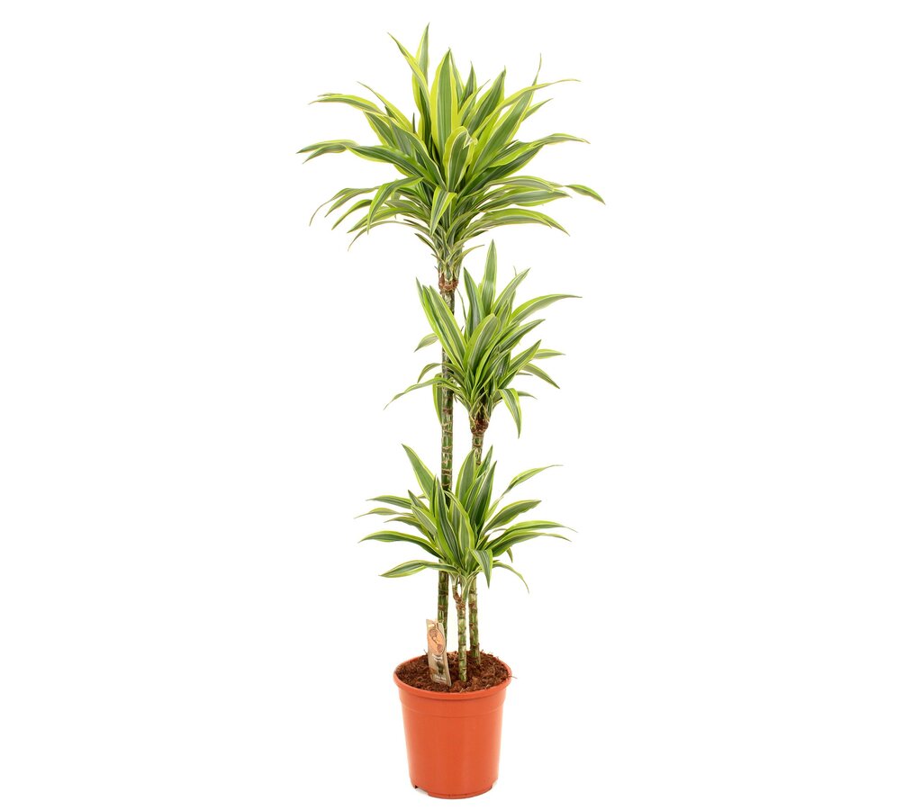 Dracena Lemon Lime 3 Troncos 90-45-15 M24 120-130cm_0