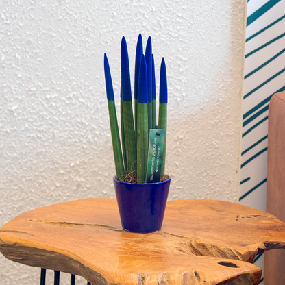 Lengua De Suegra Cilíndrica - Sansevieria Cylindrica - Altura 20-40cm - ⌀9cm_1