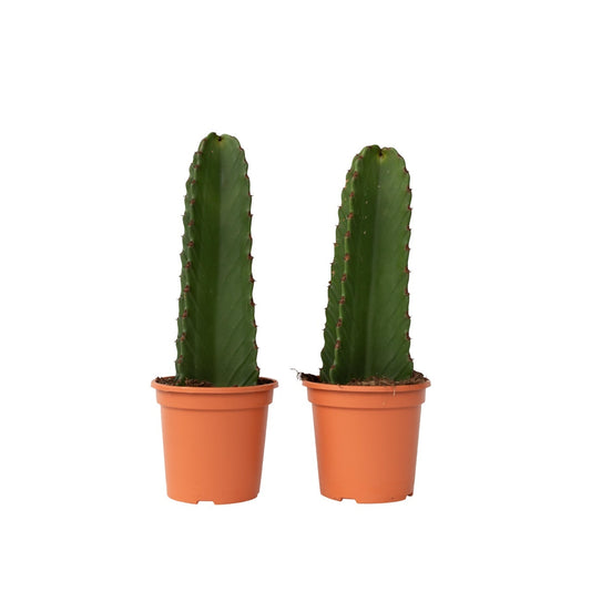 Euforbia Candelabro - 2 Pzs - Euphorbia Ingens - Altura 40-50cm - ⌀18cm_0