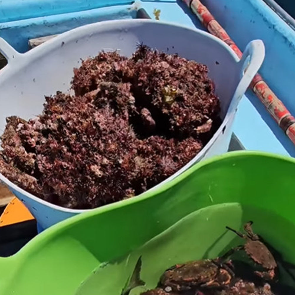 Pack 5 Capazo De Plástico Flexible Para Uso Alimentario. Asa Reforzada (blanco, 42l). Sin Bpas. Restaurantes, Vendimia_3