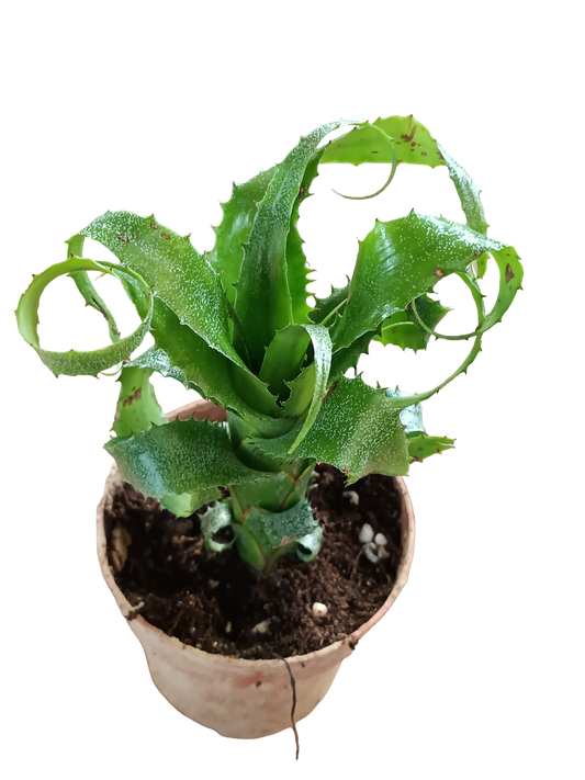 Neoregelia Mooreana Planta Bromelia Para Terrarios E Inteior_0