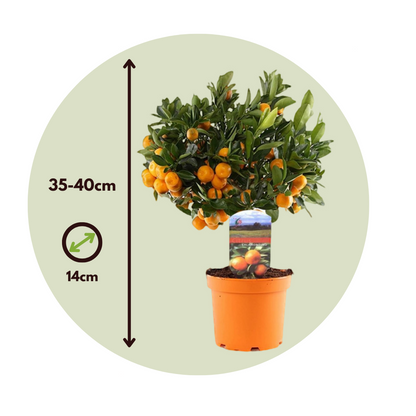 Naranjita De San José - 2 Pzs - Citrus 'calamondin' - Altura 35-40cm - ⌀14cm_2