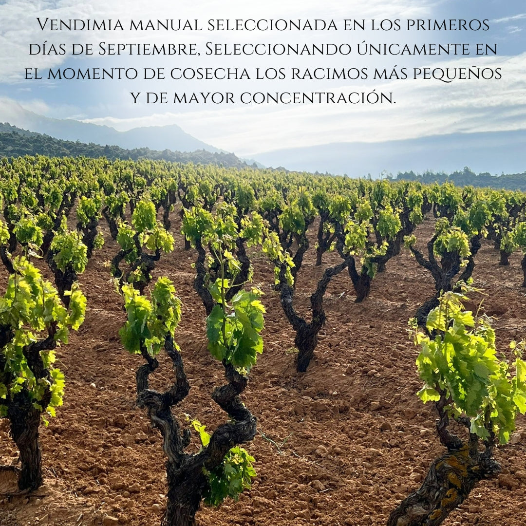 Vino Tinto Reserva 2020 Pack 3 Botellas 750 Ml | Tempranillo 45% Syrah 45%, Graciano 10% | 12 Meses Barrica + 5 Años_4