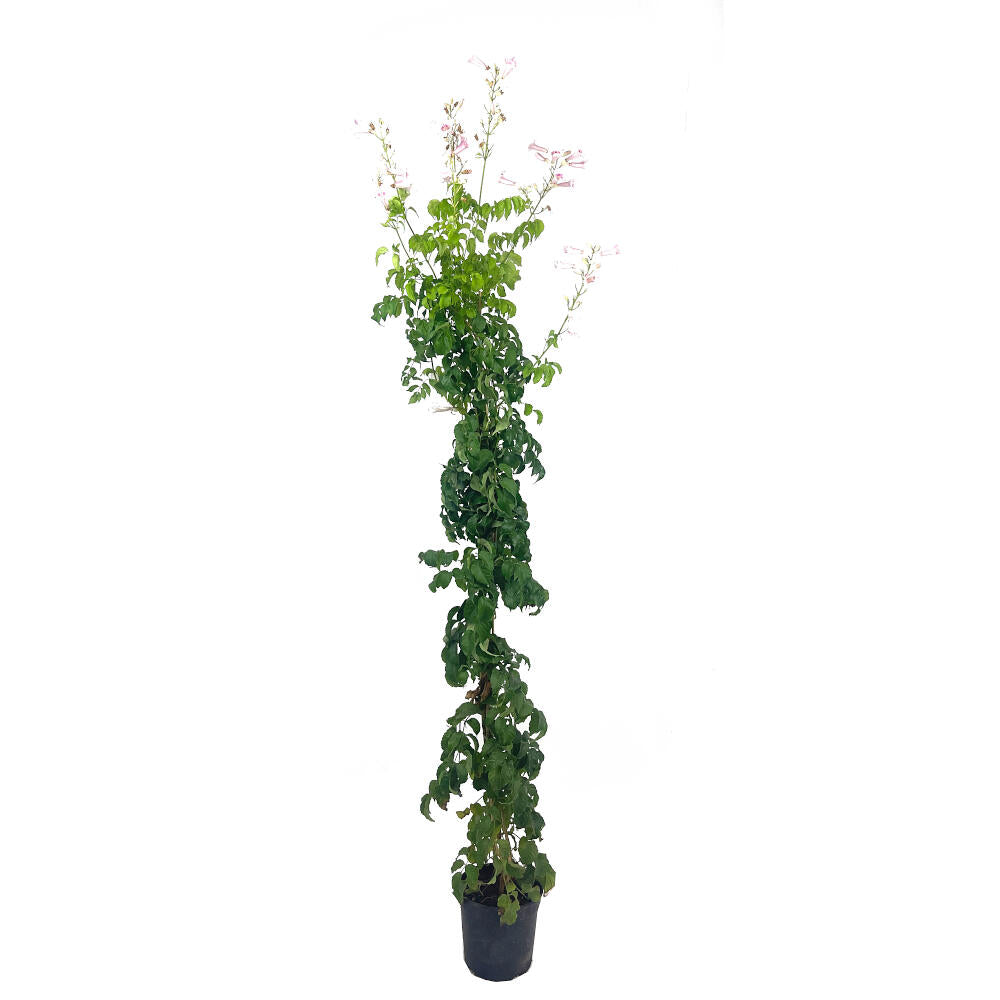 Bignonia Ricasoliana M20 150cm_0