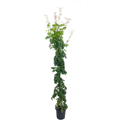 Bignonia Ricasoliana M20 150cm_0
