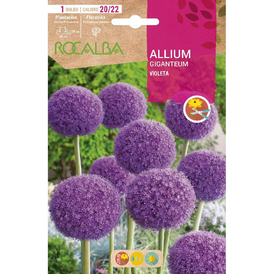 Bulbo de Allium Giganteum Violeta 10 unidades Rocalba