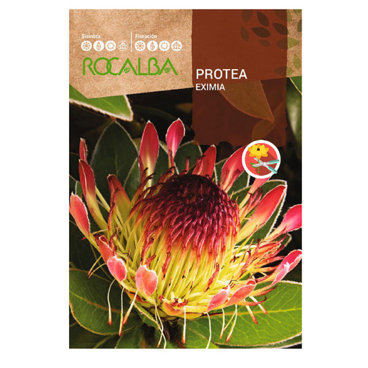 Sementes de Protea Eximia, Rocalba